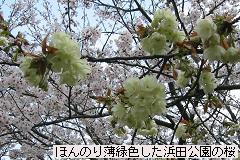 �ق�̂蔖�ΐF�������l�c�����̍�